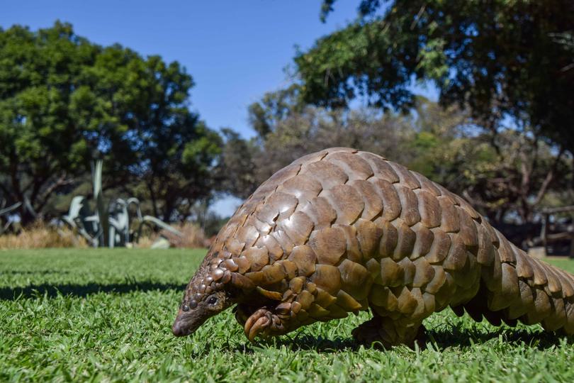 Pangolin